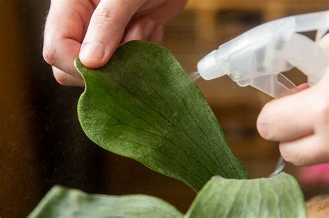 How to get rid of scale on plants. Things To Know About How to get rid of scale on plants. 